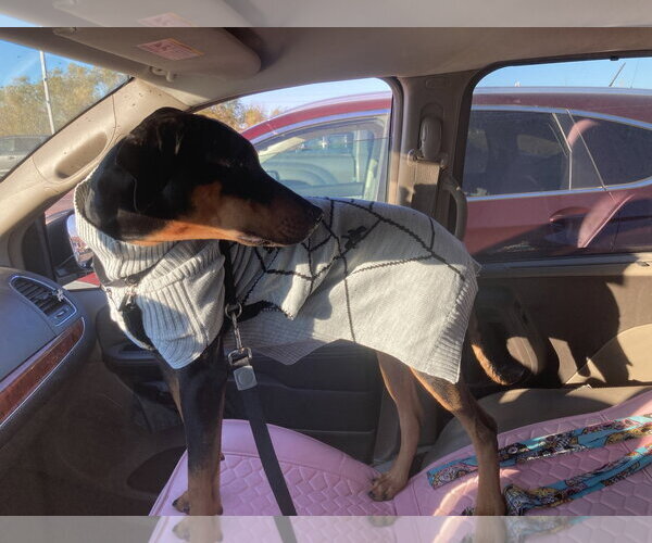 Medium Photo #8 Doberman Pinscher Puppy For Sale in Minneaoplis, MN, USA