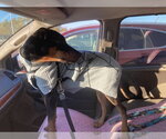 Small #7 Doberman Pinscher
