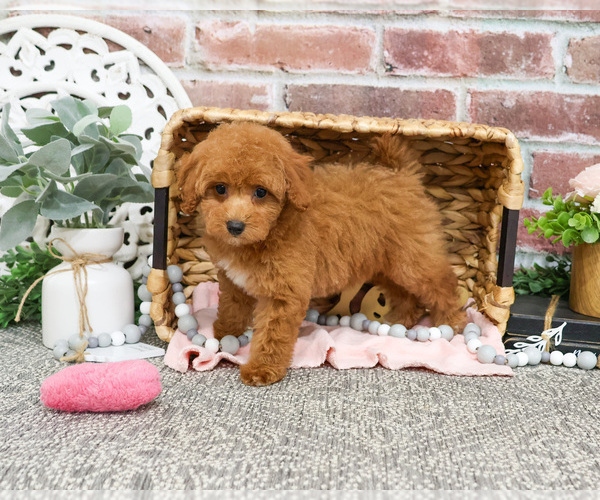 Medium Photo #8 Poodle (Miniature) Puppy For Sale in SYRACUSE, IN, USA
