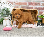 Small #7 Poodle (Miniature)