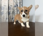 Small #36 Pembroke Welsh Corgi