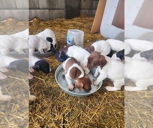 German Shorthaired Pointer Puppy for sale in PROSSER, WA, USA