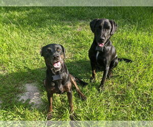 Labrador Retriever-Unknown Mix Dogs for adoption in Rustburg, VA, USA
