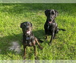 Small Labrador Retriever Mix