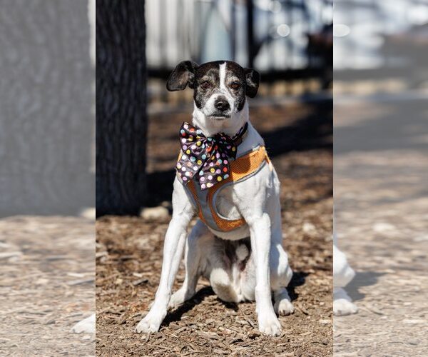 Medium Photo #7 Jack-Rat Terrier Puppy For Sale in McKinney, TX, USA