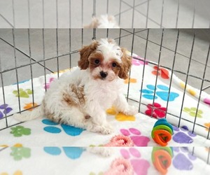 Cavapoo (Miniature)-Poodle (Toy) Mix Puppy for sale in ORO VALLEY, AZ, USA