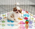Small Cavapoo (Miniature)-Poodle (Toy) Mix