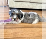 Quesadilla - Female Bernedoodle (Miniature) Puppy for Sale - Photo #8