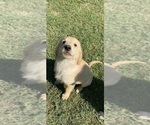 Puppy Peter Golden Retriever