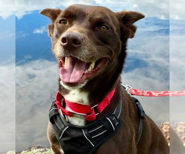 Medium Photo #1 Australian Kelpie-Unknown Mix Puppy For Sale in Canton, CT, USA