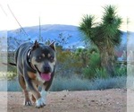 Small Photo #17 American Bully Puppy For Sale in PALMDALE, CA, USA