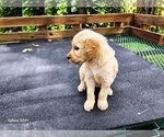 Small #3 Goldendoodle