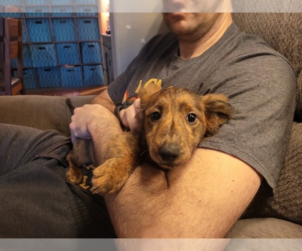 Medium Photo #2 Dachshund Puppy For Sale in YELM, WA, USA