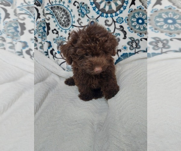 Medium Photo #1 YorkiePoo Puppy For Sale in ELKTON, KY, USA