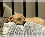 Small Photo #3 Beagle-Unknown Mix Puppy For Sale in Plainfield, IL, USA