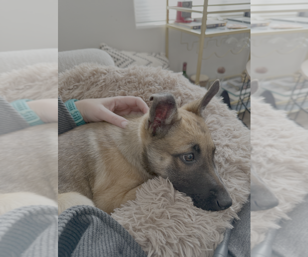 Medium Photo #1 Mutt Puppy For Sale in Imlay City, MI, USA