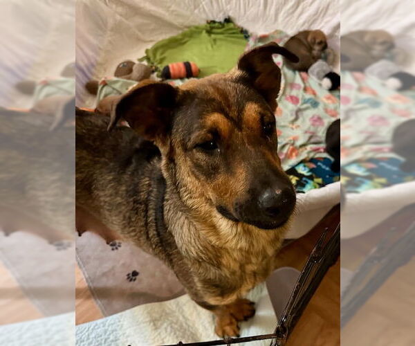 Medium Photo #2 Mutt Puppy For Sale in Farmington, MN, USA