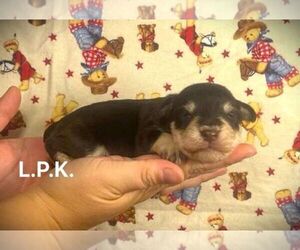 Schnauzer (Miniature) Puppy for sale in WINNSBORO, LA, USA