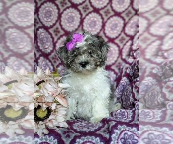 Medium Photo #3 Shih-Poo Puppy For Sale in GORDONVILLE, PA, USA