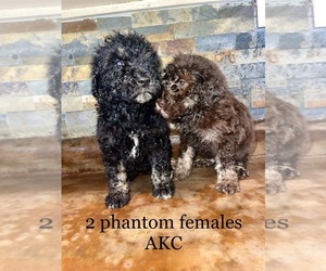 Poodle (Standard) Puppy for sale in VIOLA, AR, USA