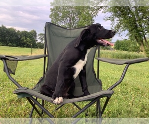 Border Collie-Redbone Coonhound Mix Puppy for sale in HILLSBORO, WI, USA