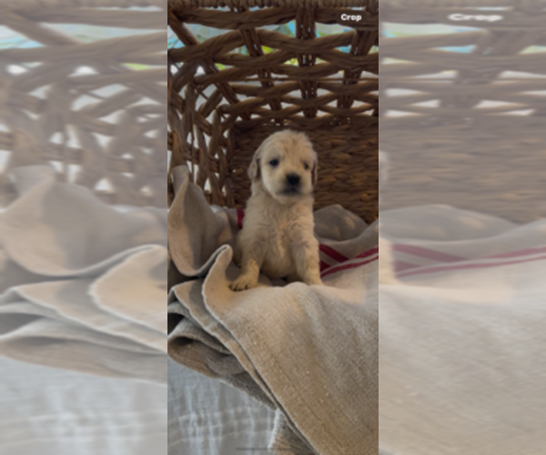 Medium Photo #24 Golden Retriever Puppy For Sale in MERCED, CA, USA