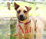 Small #7 American Pit Bull Terrier Mix
