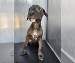 Small Labrador Retriever Mix