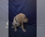 Small Photo #7 Golden Retriever Puppy For Sale in SAN FERNANDO, CA, USA