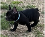 Small Photo #9 French Bulldog Puppy For Sale in BOLIVAR, MO, USA