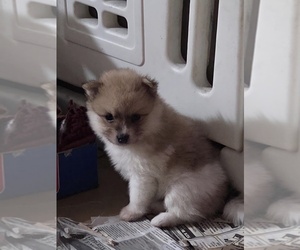 Pomeranian Puppy for sale in SPOTSYLVANIA, VA, USA