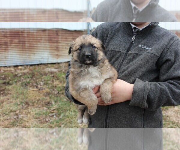 Medium Photo #4 Shollie Puppy For Sale in PENNVILLE, IN, USA