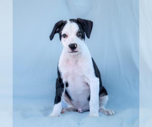 Medium Photo #2 Colonial Cocker Spaniel-Unknown Mix Puppy For Sale in San Diego, CA, USA