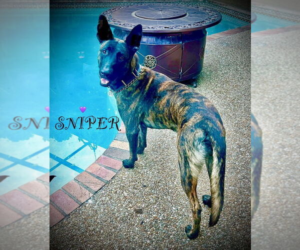 Medium Photo #2 - Mix Puppy For Sale in Imlay City, MI, USA
