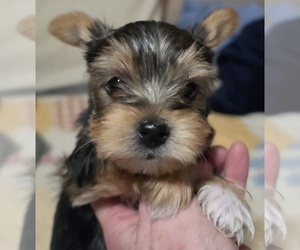 Yorkshire Terrier Puppy for Sale in MADISON, Wisconsin USA