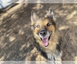 Collie-Unknown Mix Dogs for adoption in  Ramona, CA, USA