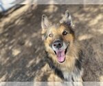 Small Collie Mix