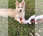Small Photo #9 Siberian Husky Puppy For Sale in SILEX, MO, USA