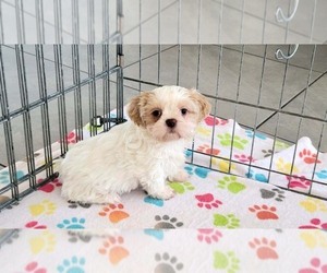 Shih Tzu Puppy for sale in ORO VALLEY, AZ, USA