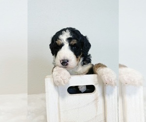 Bernedoodle Puppy for sale in COLBERT, WA, USA