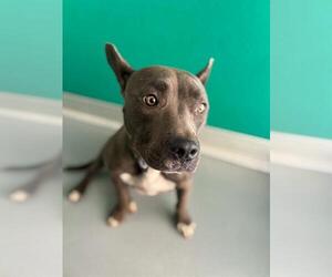 Mutt Dogs for adoption in Visalia, CA, USA