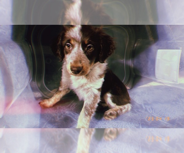 Medium Photo #13 Miniature Australian Shepherd Puppy For Sale in DURHAM, CT, USA
