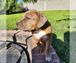 Small Photo #15 American Bully Puppy For Sale in PHOENIX, AZ, USA