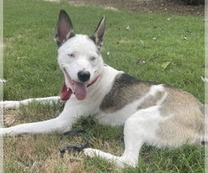 Kacy - Female American Pit Bull Terrier-Siberian Husky Mix Dog for Adoption - Photo #2