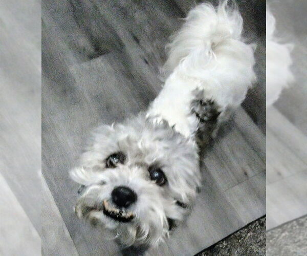 Medium Photo #2 Shih Tzu-Unknown Mix Puppy For Sale in Plymouth, MN, USA