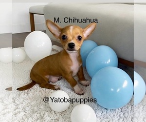 Chihuahua Puppy for sale in CENTER HILL, FL, USA