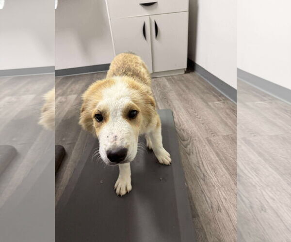 Medium Photo #3 Australian Shepherd-Great Pyrenees Mix Puppy For Sale in Croydon, NH, USA