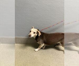 Chihuahua-Unknown Mix Dogs for adoption in Las Vegas, NV, USA