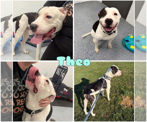 American Staffordshire Terrier Dogs for adoption in Pierceton , IN, USA