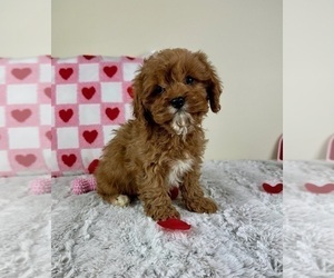 Cavapoo Puppy for sale in GREENFIELD, IN, USA